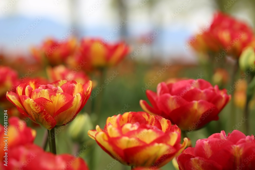 Yellow-red tulips in the botanical garden near Lake Geneva. The city of Morges. Switzerland. Yellow-red tulips in the botanical garden near Lake Geneva. The city of Morges. Switzerland.