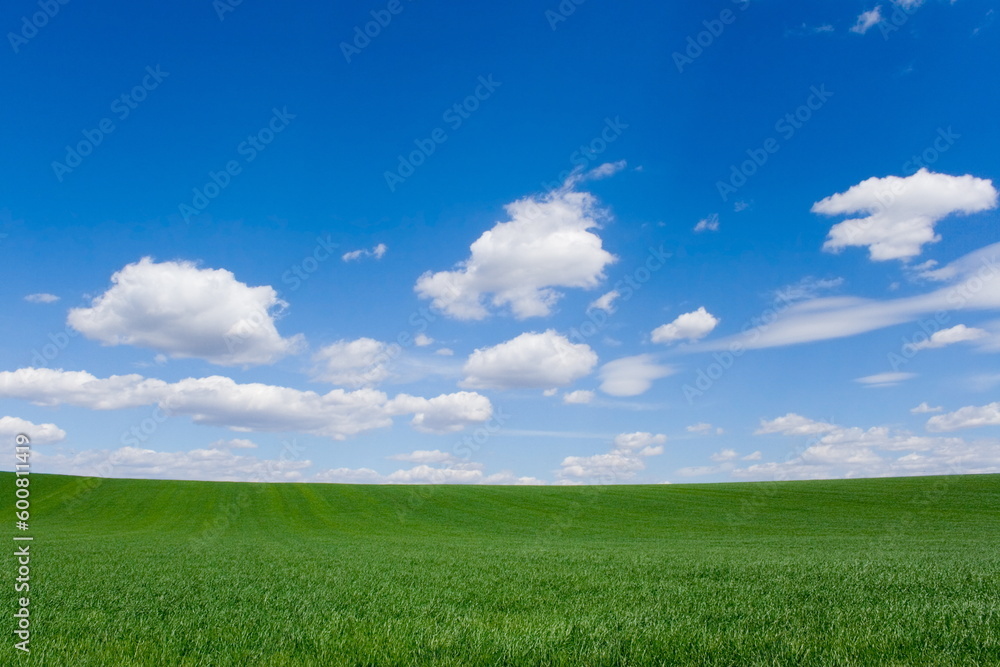 Fresh green wheat field view at springtime Fresh green wheat field view at springtime