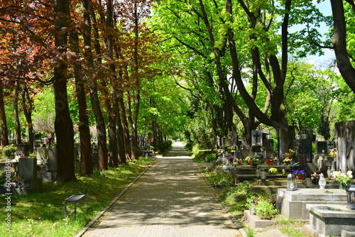 cemetery, graves, resting places of the dead,