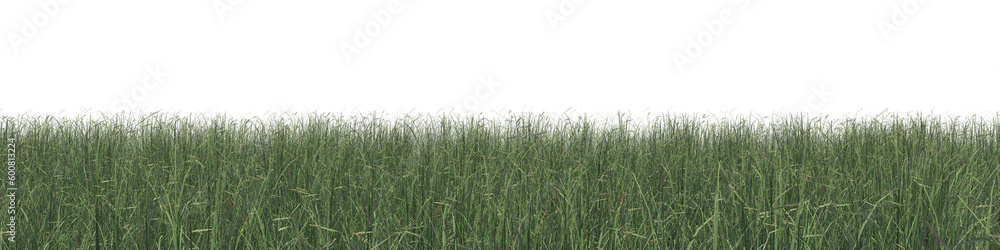 Obraz premium Evergreen grass field in nature, meadow in springtime, Tropical forest isolated on transparent background - PNG file, 3D rendering illustration for create and design or etc