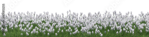 Evergreen white flower and grass field in nature, Flowres on garden in springtime, Tropical forest isolated on transparent background - PNG file, 3D rendering illustration for create and design or etc