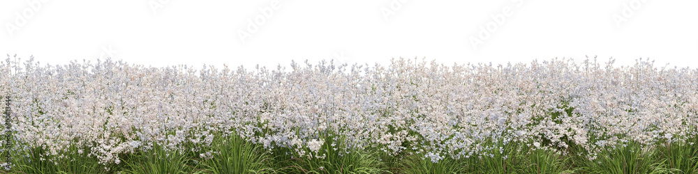 White flowers and grass field in nature, Flowres on garden in springtime, Tropical forest isolated on transparent background - PNG file, 3D rendering illustration for create and design or etc White flowers and grass field in nature, Flowres on garden in springtime, Tropical forest isolated on transparent background - PNG file, 3D rendering illustration for create and design or etc