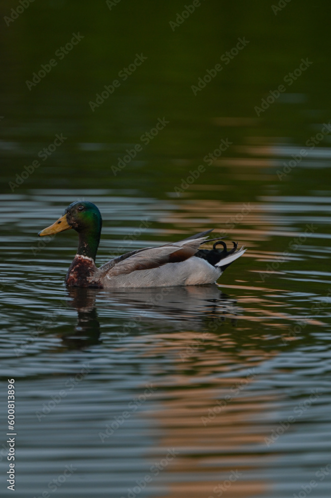 Obraz premium Duck on the lake