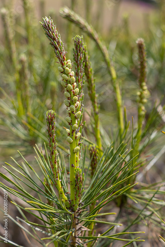 송화 가루를 품은 소나무 꽃