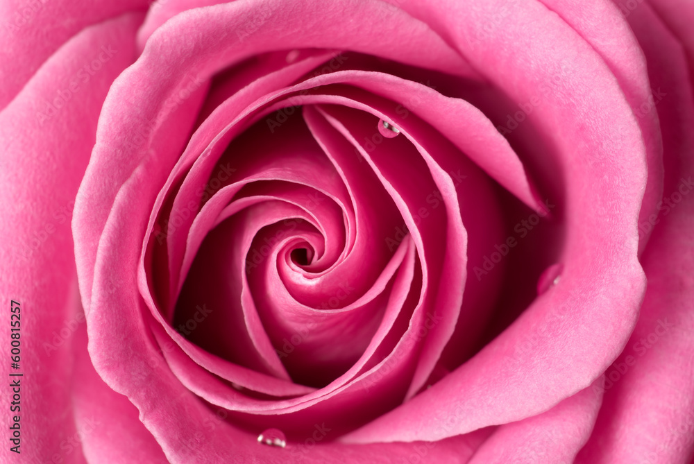 Pink rose with few drops of water. Pink rose with few drops of water.