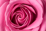Pink rose with few drops of water.