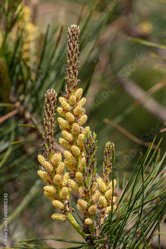 송화 가루를 품은 소나무 꽃