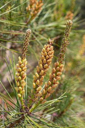 송화 가루를 품은 소나무 꽃