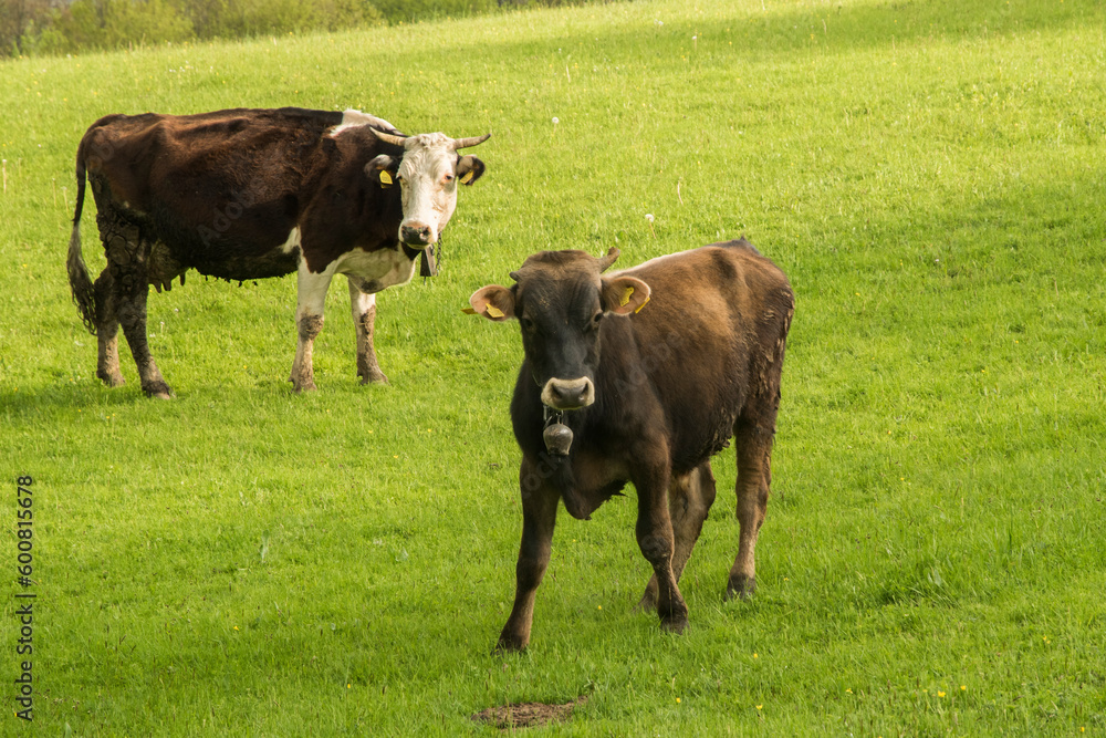 Cows grazing on green grass mountain meadow Cows grazing on green grass mountain meadow