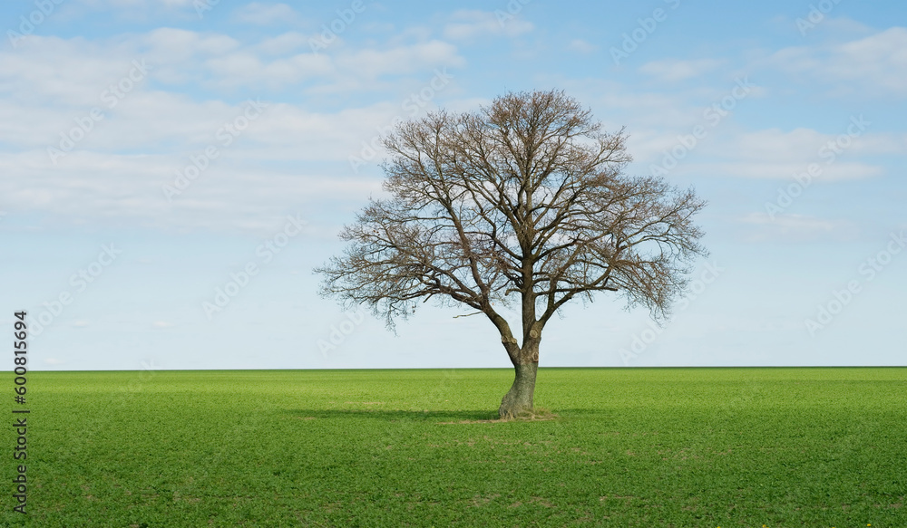Lonley tree on perfect green field Lonley tree on perfect green field