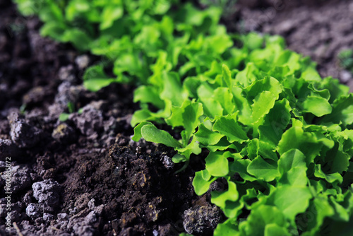 Young sprouts of seedlings in the vegetable garden. Greenery in a greenhouse. Fresh herbs in the spring on the beds.