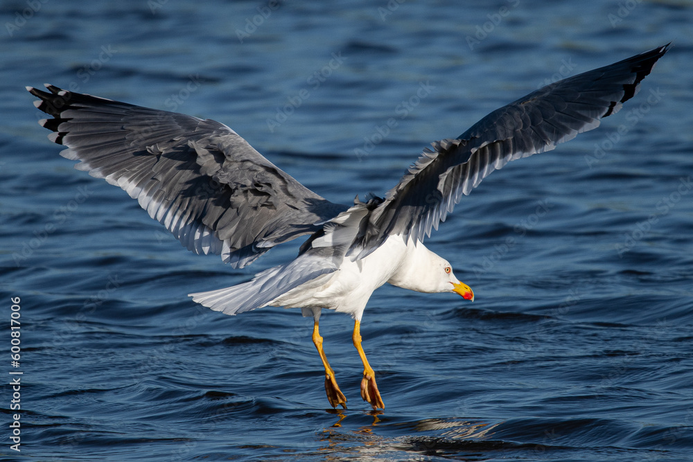 Larus michahellis is a mediterranean seagull common in aiguamolls emporda girona spain