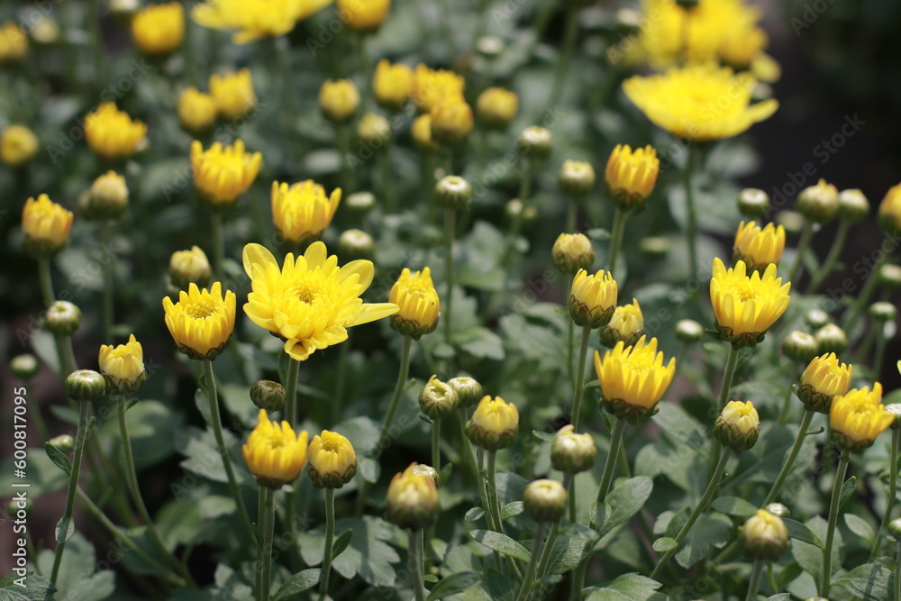 Obraz premium Yellow flowers in bloom full frame used as background