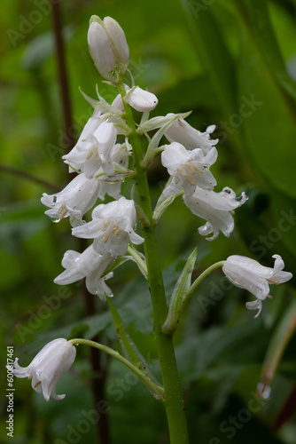 Rare white blue bell