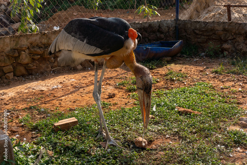 Large African wading bird with thick bill and featherless neck in cage photo
