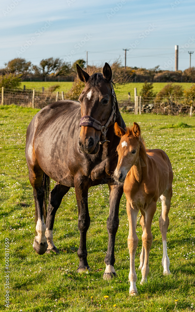 Obraz premium A young foal and its mum in a field in Anglesey