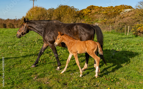 Fototapeta Naklejka Na Ścianę i Meble -  A young foal and its mum in a field in Anglesey