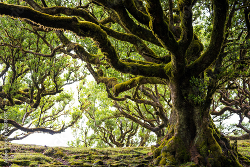 Low angle view of a huge, mystical looking, green, mossy Eldar laurel tree in the laurel forest. Fanal Forest, Madeira Island, Portugal, Europe.