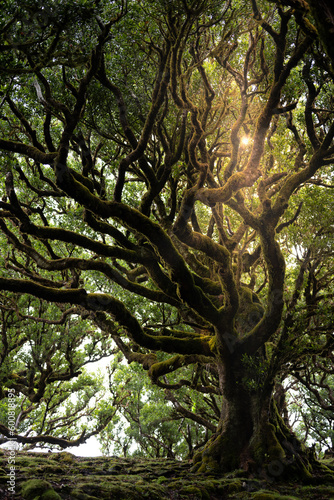 Sunlight shining through the canopy of a huge, mystical looking, green, mossy Eldar laurel tree in the laurel forest. Fanal Forest, Madeira Island, Portugal, Europe. photo