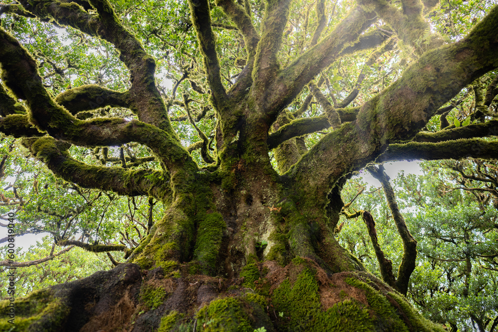 Low angle view of a huge trunk of a mystical looking green mossy Eldar laurel tree in laurel forest. Fanal forest, Madeira Island, Portugal, Europe.