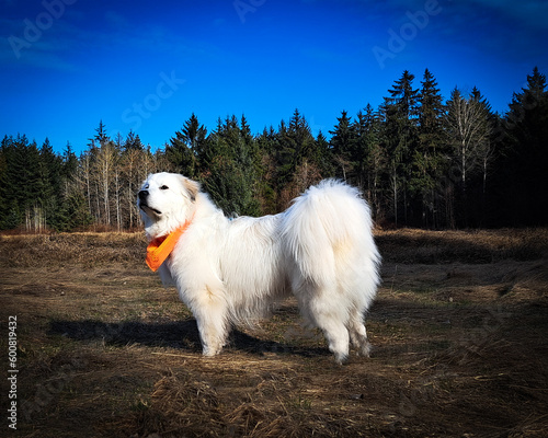 white dog running