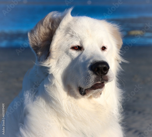 dog on the beach