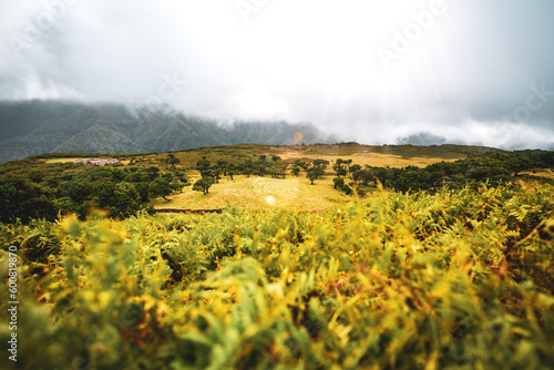 Distant view from farny mountain top on fanal forest during a rainy day. Fanal Forest, Madeira Island, Portugal, Europe. photo