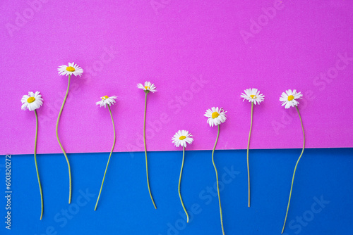 Daisy Flowers Concept Photo, Üsküdar Istanbul, Turkey (Turkiye)