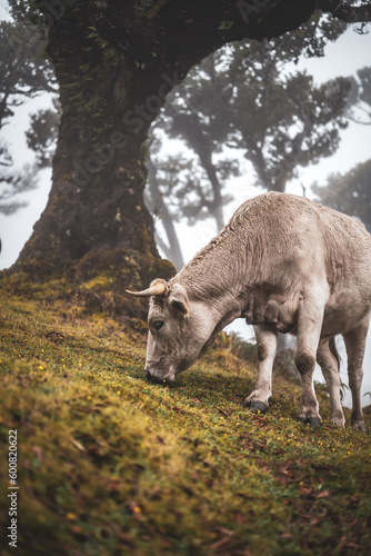 Low angle view of white cow grazing on wet grassy hill in mystic misty forest with huge laurel trees Fanal Forest  Madeira Island  Portugal  Europe.