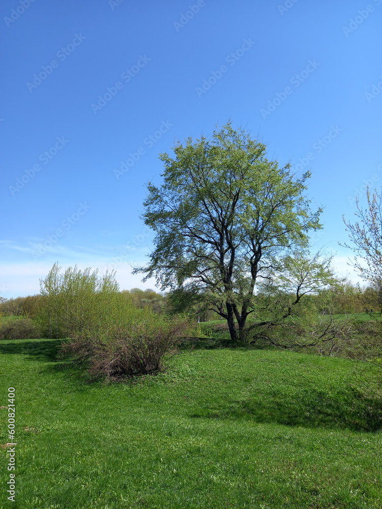 Idyllic landscape with a green tree against a blue sky in early spring on a sunny day Idyllic landscape with a green tree against a blue sky in early spring on a sunny day