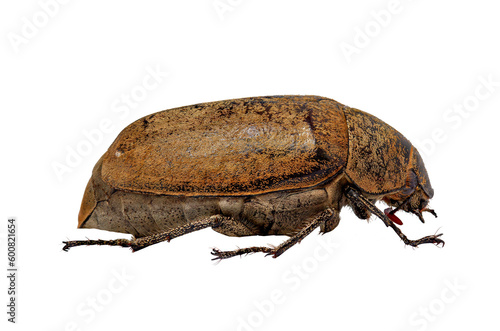 The whole body of A sugarcane white grub or Lepidiota stigma seen from the side photo