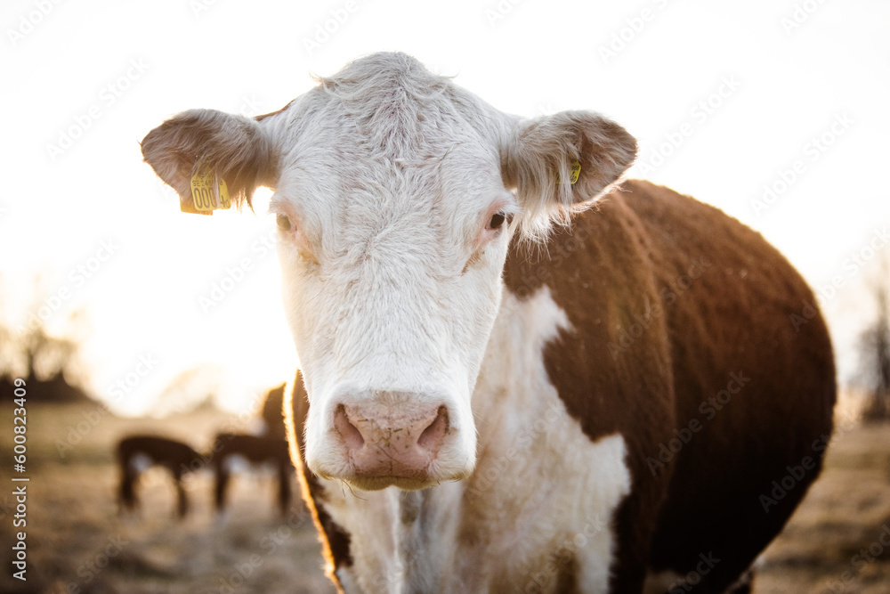 Cow backlit by afternoon sun in Regenerative Agriculture Pasture 