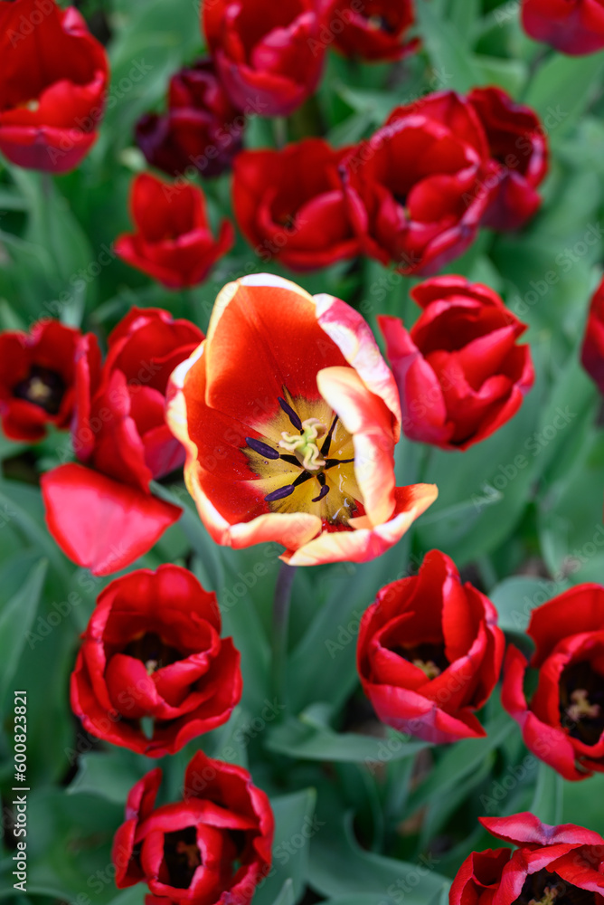Rote Tulpen im Garten