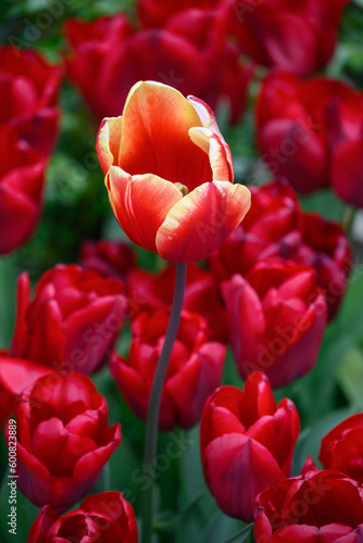 Rote Tulpen im Garten