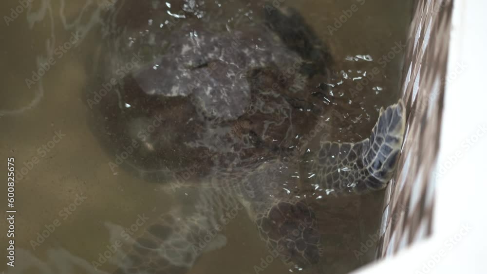 Turtle in the conservation, in Ujung Genteng, Sukabumi, Indonesia Turtle in the conservation, in Ujung Genteng, Sukabumi, Indonesia