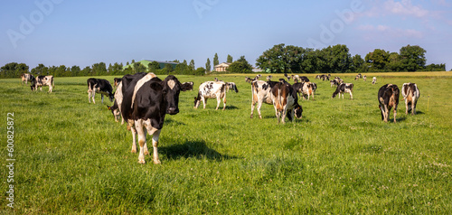 Troupeau de vaches laitière en pleine nature dans les champs en France.