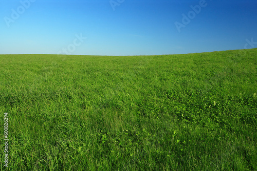 Wide open green grass field with clear blue sky.