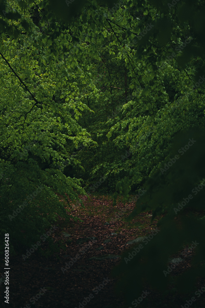Fototapeta premium Moody and dark path in the forest.