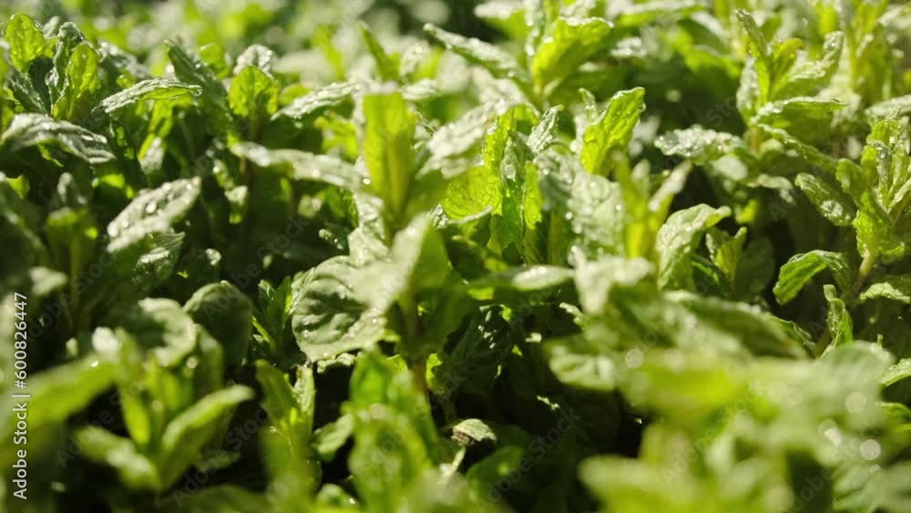 Close-up mint herbs tracking camera movement from left to right. Mint leafs. Mint leaves growing on the ground. Fresh mint leaves, blurred background. Close-up mint herbs tracking camera movement from left to right. Mint leafs. Mint leaves growing on the ground. Fresh mint leaves, blurred background.