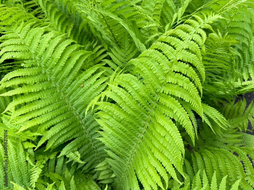 A closeup of the Green fronds on a Lady fern, a species of Athyrium filix-femina, found in Ukraine. Tropical green leaves background, eco concept, ecosystem. A closeup of the Green fronds on a Lady fern, a species of Athyrium filix-femina, found in Ukraine. Tropical green leaves background, eco concept, ecosystem.