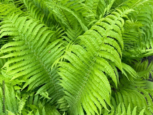 A closeup of the Green fronds on a Lady fern, a species of Athyrium filix-femina, found in Ukraine. Tropical green leaves background, eco concept, ecosystem.