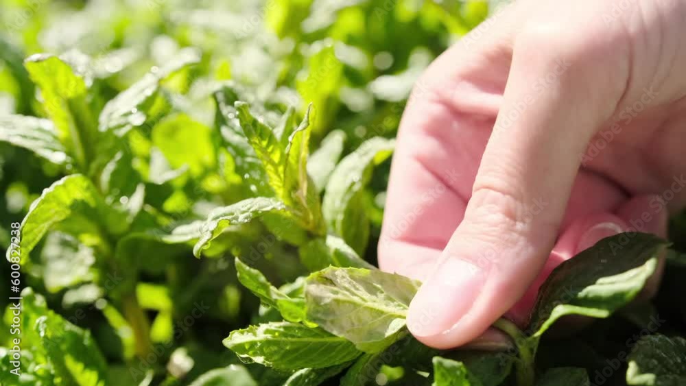 Beautiful female hand plucks a bunch of mint leaves growing on the ground in a vegetable garden with her fingers in the summer. Fresh mint leaves. Close-up. Beautiful female hand plucks a bunch of mint leaves growing on the ground in a vegetable garden with her fingers in the summer. Fresh mint leaves. Close-up.