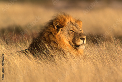 Portrait of a big male lion lying in the grass, Etosha National Park, Namibia