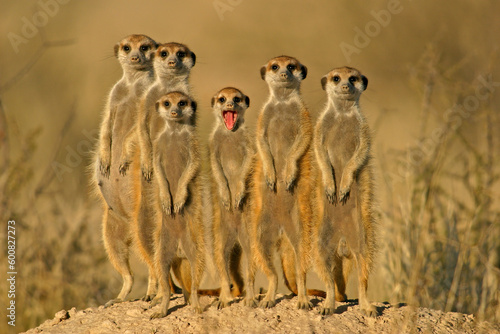 Suricate (meerkat) family, Kalahari, South Africa