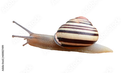 Striped grove snail isolated on the transparent background
