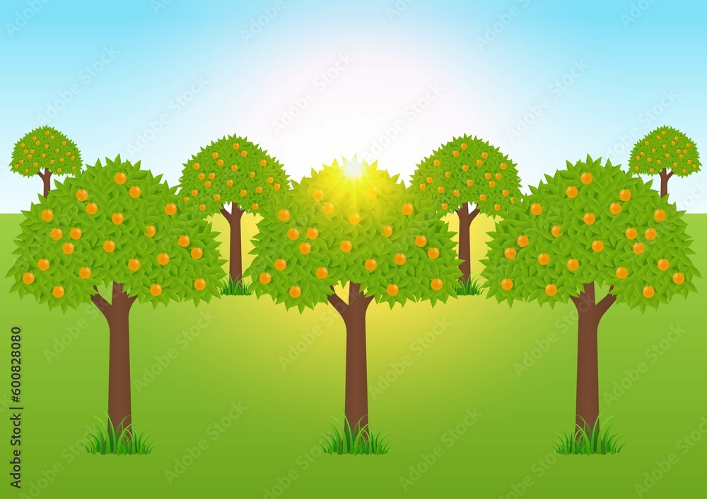 Orange Garden, orange trees. Vector Illustration. Orange Garden, orange trees. Vector Illustration.