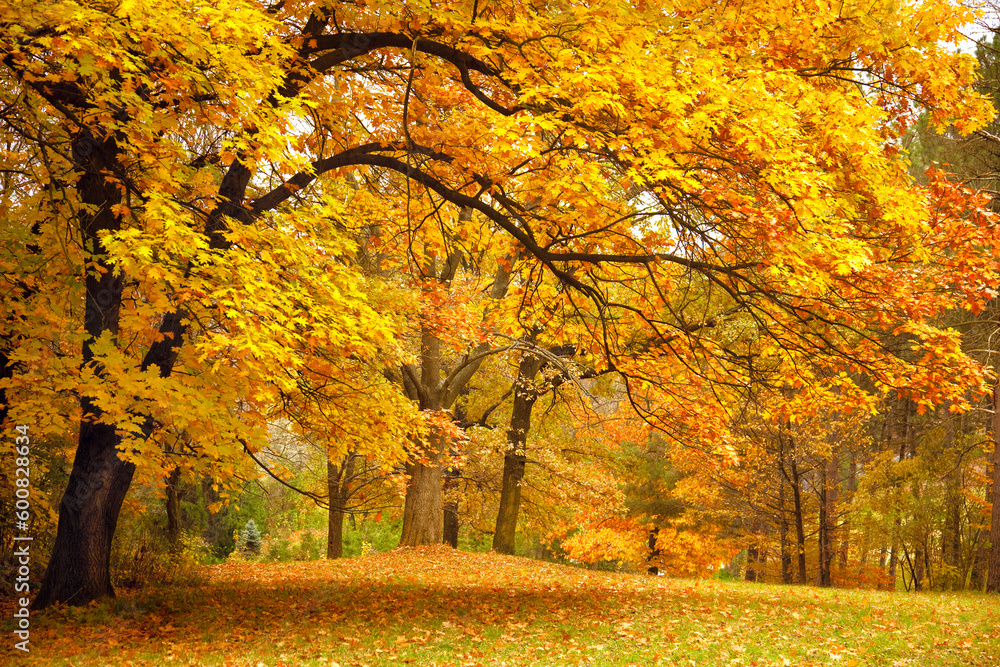 Fototapeta premium Autumn / Gold Trees in a park