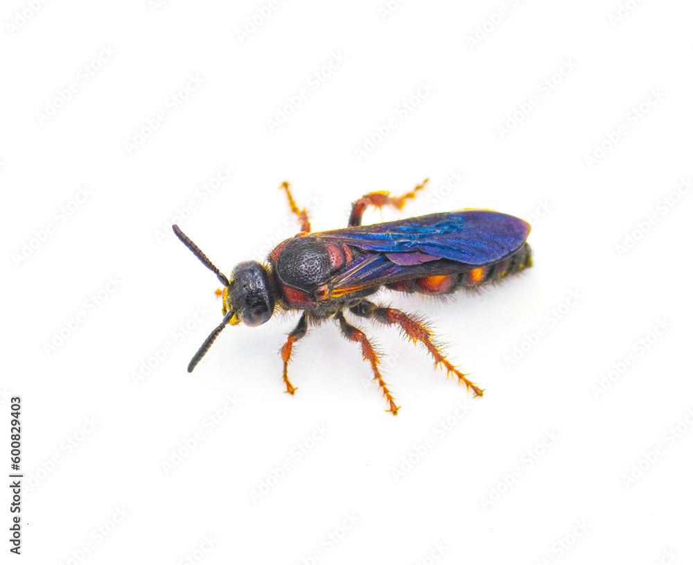 Scolia nobilitata - Noble Scoliid Wasp - with light yellow orange red spots on upper abdomen iridescent blue wings. isolated on white background top dorsal view Scolia nobilitata - Noble Scoliid Wasp - with light yellow orange red spots on upper abdomen iridescent blue wings. isolated on white background top dorsal view