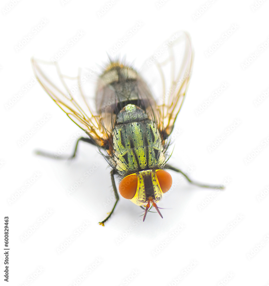 Obraz premium common house fly - tachinid sp - in extreme great macro detail. green body thorax and abdomen, big red eyes isolated on white background top dorsal front view