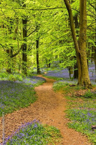 Bluebells in Kings Woods, Challock near Ashford, Kent, England
